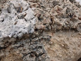 「日にやけた子」（部分）