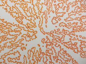 「どこかにあるかあもしれない植物」（部分）