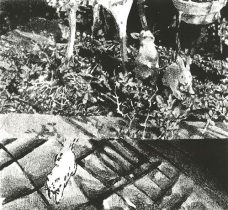 「気まぐれ」リトグラフ　25.5×29cm　2018