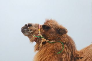 「ラクダ（セルフポートレート）」インクジェットプリント　687×1030mm　2019