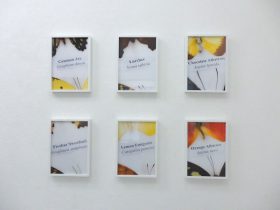 「名前をつけてやる」インクジェットプリント　各297×210mm　2019