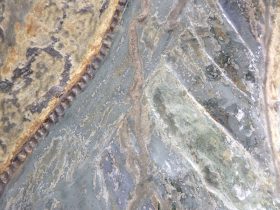 「蛹」（部分）