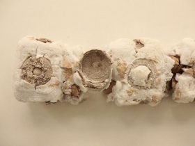 「長石－１」「長石－２」陶、長石　Ｈ450×Ｗ900×Ｄ130mm　2019