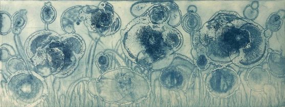 「Blue Poppy #3」エッチング、アクアチント、ドライポイント、雁皮刷り　15×40cm　2018