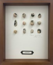 「memory specimen box 202405201829」エッチング、雁皮刷、 デジタルプリント　255×203×35mm　2024